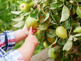 Welches Obst Wirkt Stuhlauflockernd Beim Baby