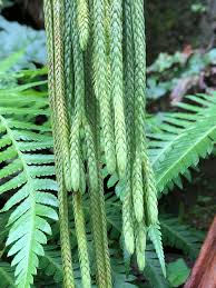 Image result for Huperzia gnidioides