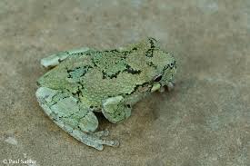 Image result for northern grey tree frog