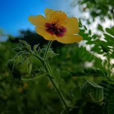 Image result for Abutilon hirtum