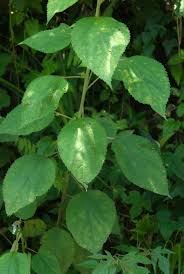 Image result for Boehmeria nivea