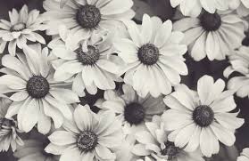 Black And White Daisy Pin By Leah Lamoreaux On Pretty Black White Flowers White Flower Crown White Flowers