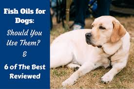 best fish oil supplements for dogs for joint and arthritis