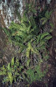 Image result for Blechnum punctulatum