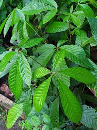 Image result for Heritiera