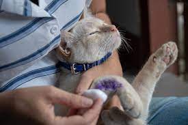 If you don't have sterile saline, rinse the area with warm water. How To Make A First Aid Kit For Your Cat Killarney Cat Hospital