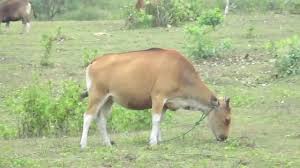 Kumpulan kuda kawin | horses mating #horsesmating #kudakawin # tuosafeto terimakasih sudah menonton. Sapi Dan Kuda Kab Tts Prop Ntt Youtube
