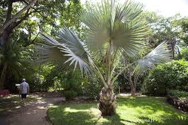 Une Balade Dans Le Jardin D Eden Feuilles De Plantes Jardins Jardin Tropical