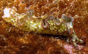 Image result for Landolphia rufescens