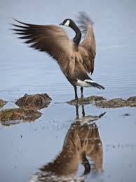 Bird With Black Head And White Body The Canada Goose Is A Large Wild Goose Species With A Black Head And Neck White Patches On The Face And A Brown Bo Canadian Goose Canada Goose The Wild Geese