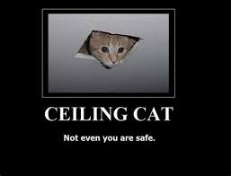Shop our collection of cat furniture and towers for your curious cat to enjoy. Ceiling Cat Memes