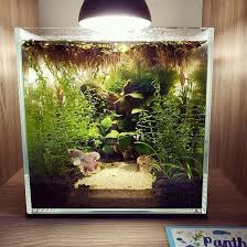 Best Betta Fish Tank In 2019 Review Guide Idea How To Set Up In 2020