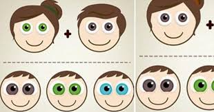 Eye Colour Genetics Chart Edad Estatura Peso Fotos