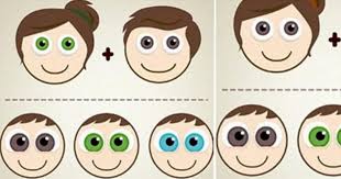 eye colour genetics chart edad estatura peso fotos