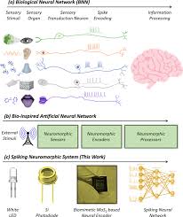 In this sense, neural networks refer to systems of neurons, either organic or artificial in nature. A Biomimetic Neural Encoder For Spiking Neural Network Nature Communications