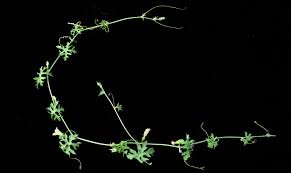 Image result for Coccinia rehmannii