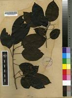 Image result for Cordia senegalensis