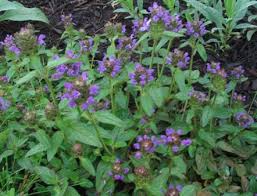 Image result for Pupalia grandiflora