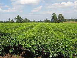 Tea plantation in kericho country, kenya. Images Of Kenya Tea Plantation