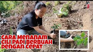 Ambil biji cili ini dan taburkan di dalam pasu. Cara Menanam Cili Padi Berbuah Dengan Cepat Sumandak Kampung Original Kampung Youtube