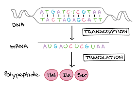 Transcription and translation practice worksheet example: Dna Transcription And Translation Genetics Quiz Quizizz