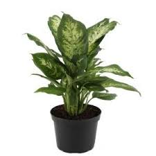 Costa Farms Dieffenbachia In 6 In Grower Pot-6ex - The Home Depot In 2021 Plants House Plants Indoor Indoor Flowering Plants