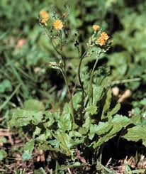 Image result for Youngia japonica