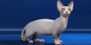 Bambino Cat Breed Information and Pictures - PetGuide