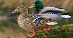 Image result for what to feed mallards