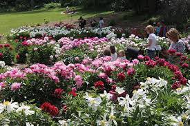 Peony garden in the arb ann arbor •. Pin On Gardens