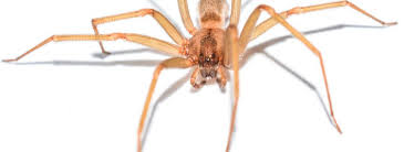 But are people in danger from the giant spiders? Active Pests In Southern Wisconsin Brown Recluse Spiders Bohmz Pest Services