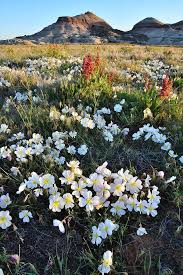 We did not find results for: Ruby Mountain Wildflowers In Grand Junction Photograph By Ray Mathis