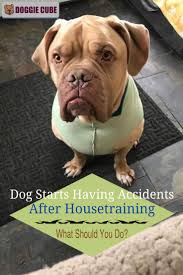 They still have occasional accidents. Pin On Best Of Doggiecube Com