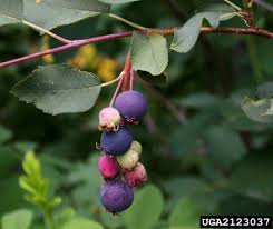 It is a smaller tree that is shaped much like a fruit tree. Native Plants For Michigan Landscapes Part 1 Trees Msu Extension