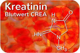 Kreatinin Blutwert Krea Crea
