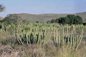 Image result for Ceropegia namuliensis