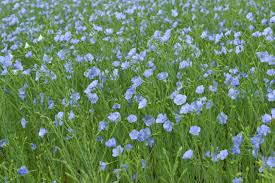 Image result for Linum usitatissimum