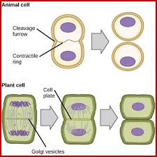 Maybe you would like to learn more about one of these? Plant Cell Division
