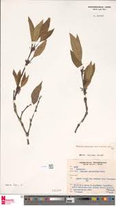 Image result for Malouetia