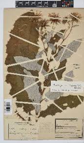 Image result for Berkheya bipinnatifida