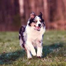 According to pets.org, frontline plus has the least customer complaints compared to other products including petarmor plus. What S Different In Frontline Vs Frontline Plus Petcarerx