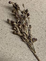 Image result for Helichrysum harveyanum