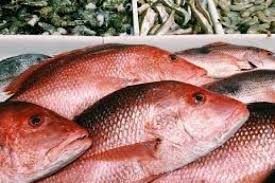 Maybe you would like to learn more about one of these? Ini 7 Manfaat Mengonsumsi Telur Ikan Bergizi Tinggi