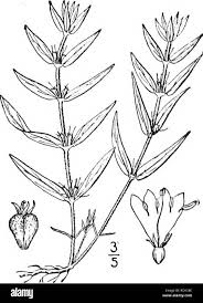 Image result for Oldenlandia cana