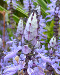 Image result for Coleus neochilus