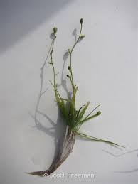 Image result for Subularia