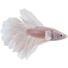 Male White Opal Bettas For Sale Order Online Petco