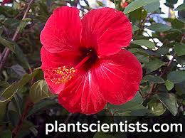 Bunga raya ialah bunga kebangsaan malaysia. Garden Hibiscus Menanam Dan Pengeluaran Semula Foto Penanaman Dan Penjagaan Jenis Dan Gred