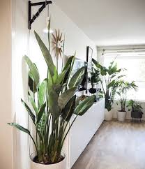 As a general rule, provide 14 to 18 hours of artificial light with a few hours of darkness each day. Unique Way To Hang A Grow Light Ikea Brackets Indoor Grow Lights Hanging Plants Indoor Room With Plants