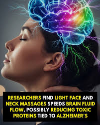 Columbia University Vagelos College of Physicians and Surgeons scientists  have found that boosting the performance of a self-cleansing system in the  brain helps flush amyloid and tau toxins from mice' brains and